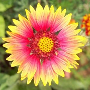 Meet your Posher, M. l